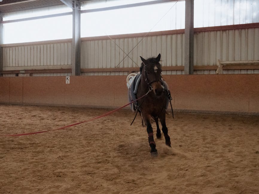 Ein Fohlen mit Halfter